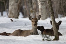 Sika Deer jap 1.jpg