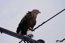 White-tailed Eagle jap 2.jpg