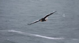 Stellers Sea Eagle jap 3.jpg