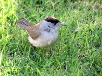 IMG_1568 Blackcap @ Dead Sea.JPG