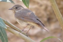 IMG_1512 Thrush Nightingale @ Dead Sea.JPG