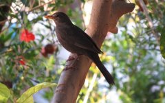 IMG_1573 Blackbird @ Dead Sea.JPG