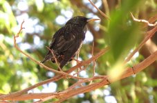 IMG_1561 Eurasian Starling @ Dead SEa.JPG