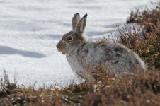 2015_04_06 (12)_Mountain_Hare (800x533).jpg