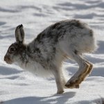 2015_04_06 (14)_Mountain_Hare (800x800).jpg