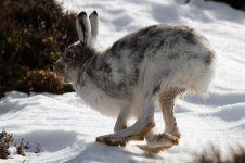 2015_04_06 (15)_Mountain_Hare (800x533).jpg