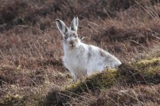 2015_04_06 (19)_Mountain_Hare (800x533).jpg