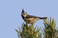 2015_04_06 (22)_Crested_Tit (800x533).jpg