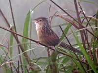 IMG_1747 Chinese Grassbird @ Sunset Peak.JPG