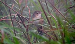 IMG_1738 Chinese Grassbird @ Sunset Peak 2.JPG