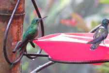 feeder - sylph IMG_3613.JPG