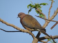 IMG_1593 Laughing Dove @ Dead Sea.JPG