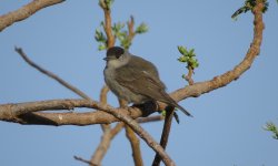 IMG_1594 Blackcap @ Dead Sea.JPG