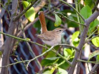 IMG_1595 Rufous Bush Robin @Dead Sea.JPG