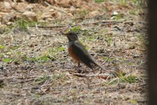 Grey-backed Thrush.jpg