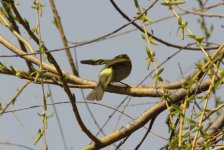 Pallas's Leaf Warbler 2.jpg