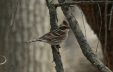 Yellow-throated Bunting.jpg