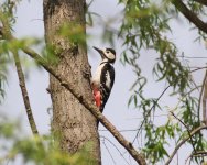 Great Spotted Woodpecker.jpg