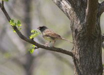 Black-faced Bunting.jpg