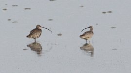 Far Eastern Curlew.jpg