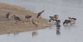 Flagged Godwits.jpg