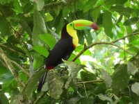 Keel-billed Toucan.jpg