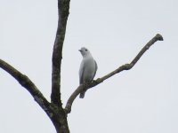 Snowy Cotinga.jpg