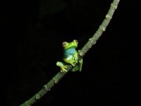 Scarlet-webbed Treefrog.jpg