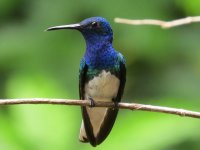 White-necked Jacobin.jpg