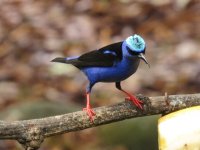 Red-legged Honeycreeper.jpg