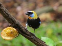 Golden-hooded Tanager.jpg