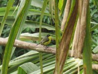 Common Tody-Flycatcher.jpg