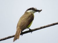 Great Kiskadee with lizard meal.jpg