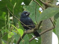 Blue-black Grosbeak.jpg