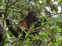 Young Howler Monkey.jpg