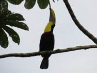 Black-mandibled Toucan.jpg