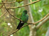 Green-crowned Brilliant.jpg