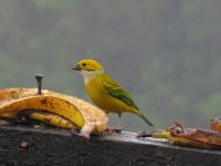 Silver-throated Tanager.jpg