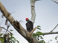 Lineated Woodpecker.jpg