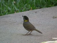 White-eared Ground Sparrow.jpg