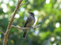 Tropical Pewee?.jpg