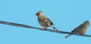 rocksparrow.jpg