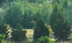 montagus harrier.jpg