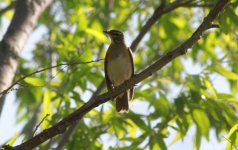 Eyebrowed Thrush.jpg