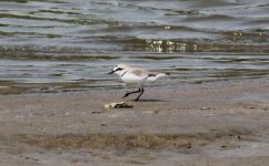 Kentish Plover.jpg