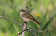 Pale-legged Leaf Warbler.jpg