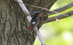 White-throated Rock Thrush.jpg