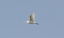 Chinese Egret 7ggoo3.jpg