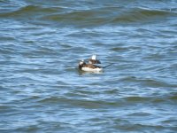 Long tailed duck small.jpg