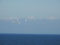 great white egrets small.jpg